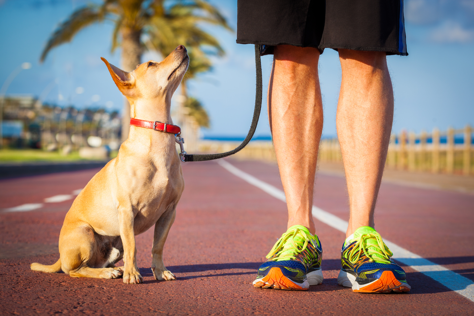 1920-dog-and-owner-walking.jpg