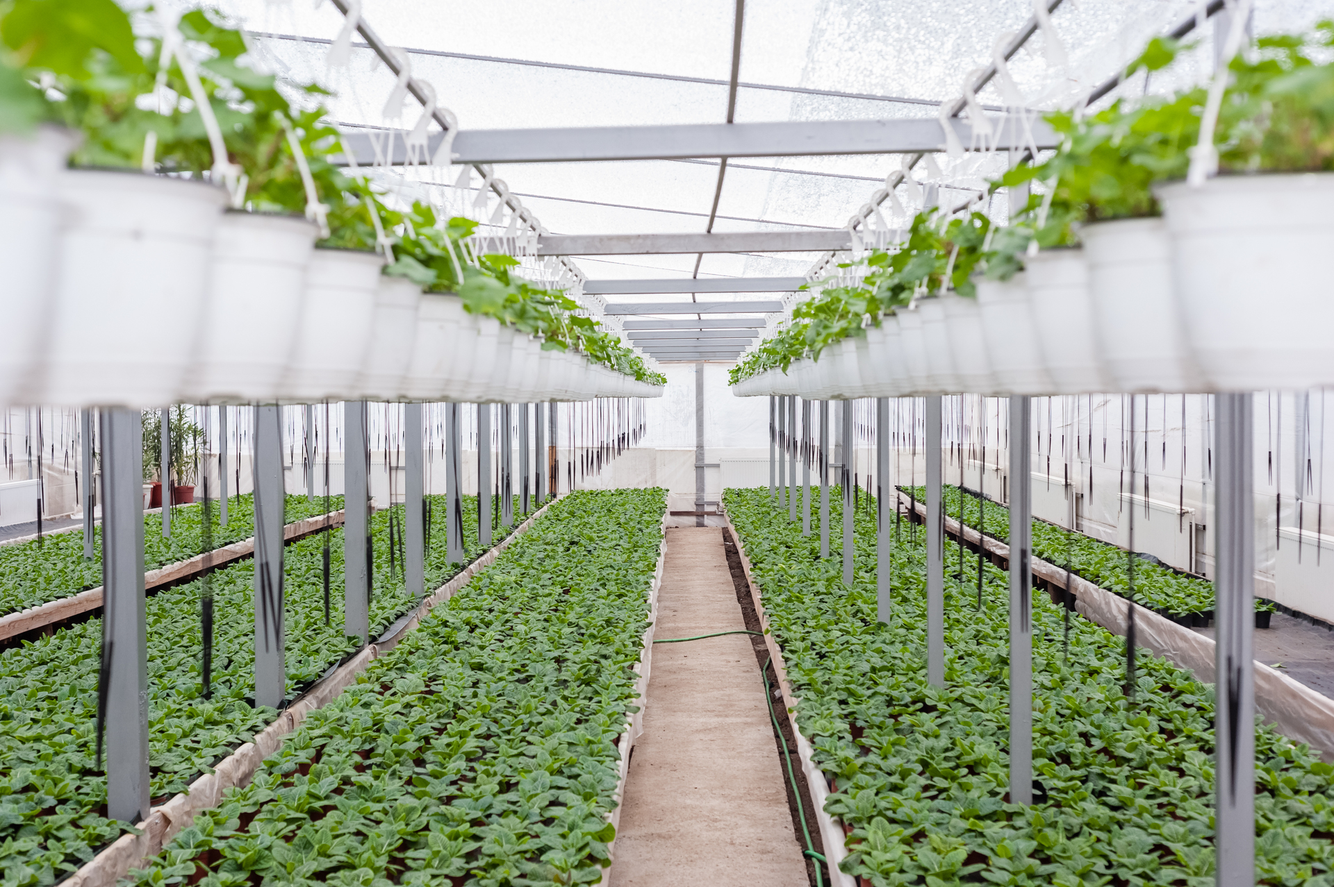 1920-flower-culture-in-a-greenhouse.jpg