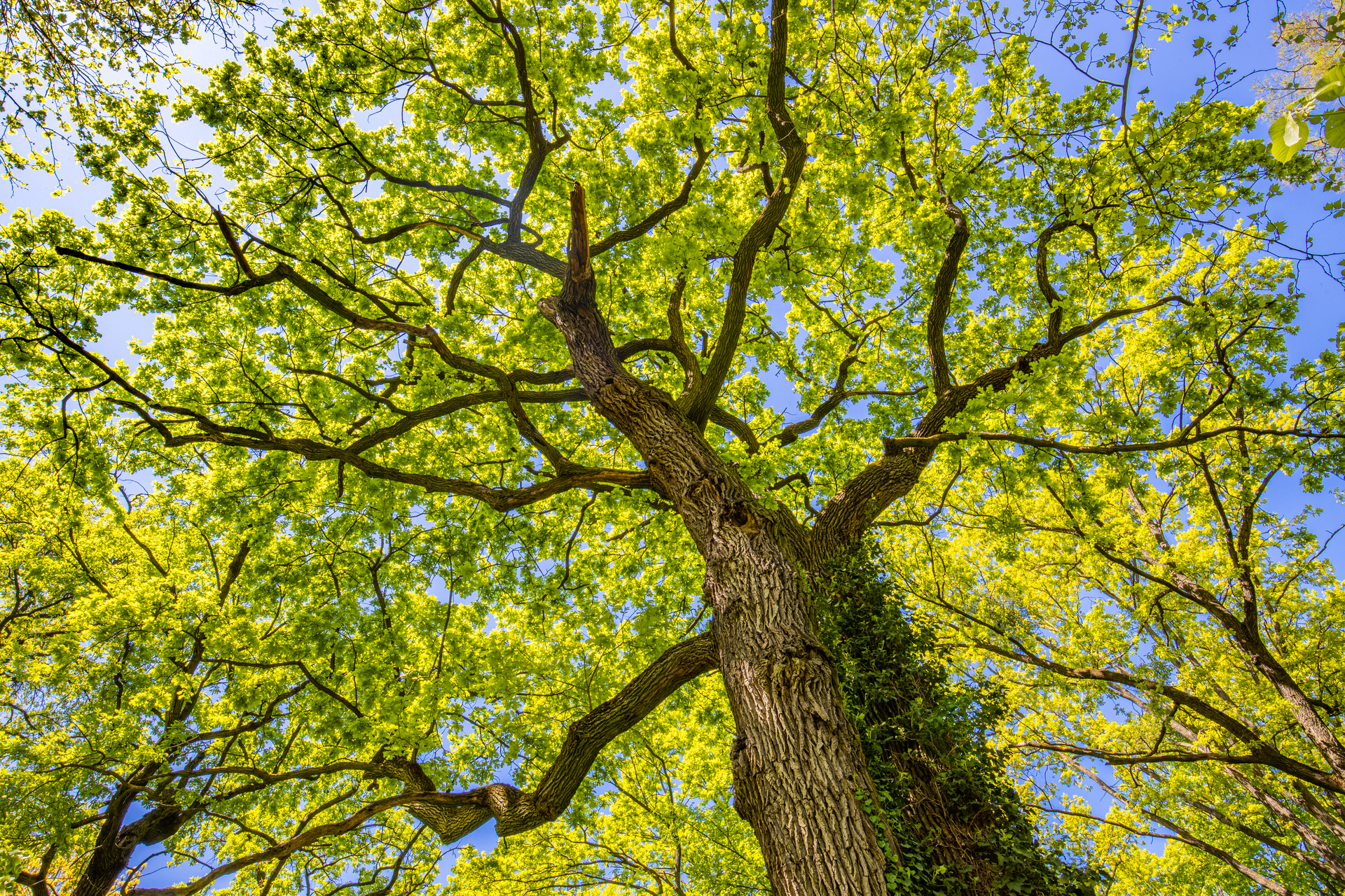 1920-majestic-view-of-tree-trunk-to-green-leaves-of-big-tree-in-spring-summer-forest-with-sunlight-fresh-environment-in-park-or-summer-garden-forest-tree-with-bright-green-leaves-on-sunny-day.jpg