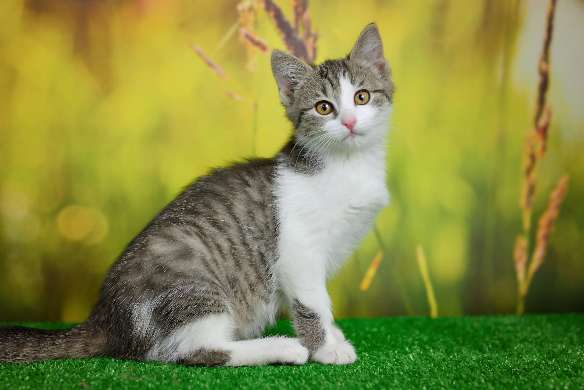 1920-silver-tabby-cat-sitting-on-green-background.jpg