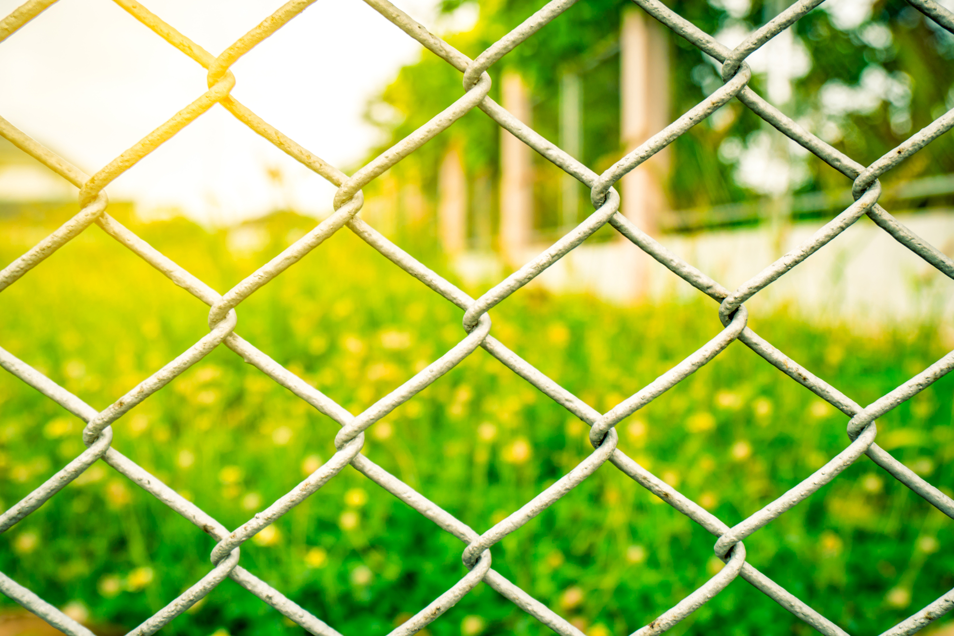 1920-the-fence-mesh-netting-on-blurred-yellow-flower-field-as-the-background-with-flare-light.jpg